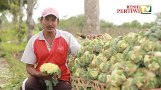 BENIH PERTIWI TV  Bunga Kol Pertiwi Cocok untuk Dataran Rendah amp Musim Hujan [upl. by Sherwin]