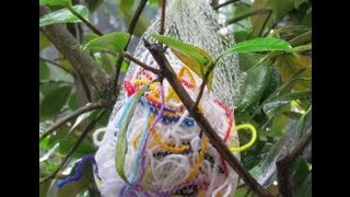 Yarn scraps for Bird Nests amp Garlic Sprouting [upl. by Padriac]