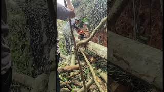 Lumberjack cutting down tree with chainsaw [upl. by Lenej210]