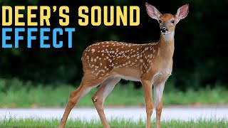 Deer Sound Effect Antelope and Gazelle  Antelope Sounds [upl. by Zoubek]