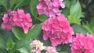 Cityline Hydrangea  Dwarf Hydrangea Series [upl. by Charlie]