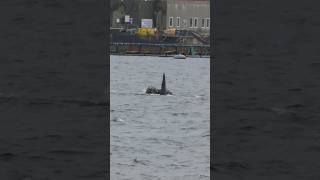 Killer Whales surround seal off Shetland killerwhales orca shetland shorts closeencounter [upl. by Maloy]