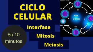 CICLO CELULAR MITOSIS Y MEIOSIS ¡En 10 minutos [upl. by Hickey223]