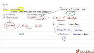 Pepsinogen is secreted by [upl. by Silrak298]