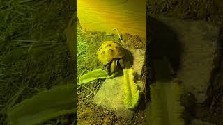 Tortoise eating his food 😋 reptiles subscribe [upl. by Saleme]