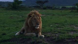 Lion Roaring In The Maasai Mara [upl. by Nylirahs947]