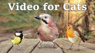 Videos for Cats to Watch  8 Hour Birds Bonanza  Cat TV Bird Watch [upl. by Eseekram]