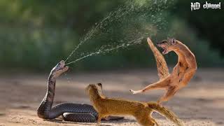 King Cobra Vs Mongoose  Cobra is Punished When Deliberately Spraying Venom Into Mongooses [upl. by Buine]