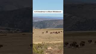 65 Creedmoor vs Black Wildebeest longrangeshooting 65creedmoor deerhunting [upl. by Adnorahc876]