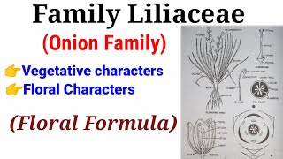 Family Liliaceae Onion Family In HindiUrdu [upl. by Ylesara]