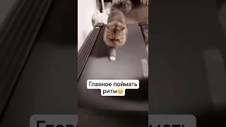 Спортивный котик 🐈 котышортсытопчикshortvideoсмешныевидеотренды [upl. by Cadmann]