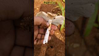 Agaricus mushroom 🍄 తింటే లాభాలుAgaricaceae Health benefits ethnobotany [upl. by Donia874]