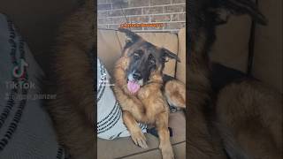 whats the best way to German Shepherd GSD 👀🤔🐶new shorts ytshorts viral viralshorts [upl. by Boot]