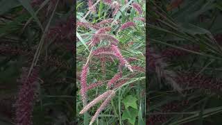 Flowers of Pennisetum pedicellatum [upl. by Wilkinson]