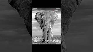 An Elephant Never Forgets elephant elephants viralvideo viralshorts friends friendship love [upl. by Ronda]