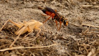 Wasp Watching The Great Golden Digger Wasp Sphex ichneumoneus [upl. by Sterling]