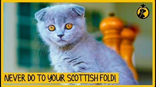 5 Things You Must Never Do to Your Scottish Fold [upl. by Naga]