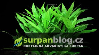 Hygrophila costata  Mokřanka žebrovaná  Akvarijní rostliny  SURPANcz [upl. by Riker]