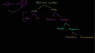 Sensory Neurons Interneurons and Motor Neurons [upl. by Usanis]