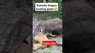 Komodo Dragon hunting goat komodo trending animals wildlife [upl. by Wyck]