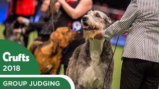 Vulnerable Breeds Competition  Crufts 2018 [upl. by Areema]