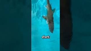 theres a SHARK in my POOL [upl. by Keli297]