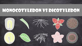 Differences between Monocots and Dicots  Plant Biology [upl. by Hogg]