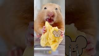 This hamster has maxiumum rizz [upl. by Lanuk153]