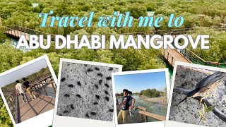 The Lush Mangroves of Abu Dhabi A Nature Lovers Guide [upl. by Harriott]