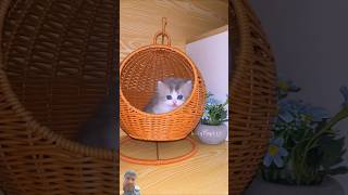 A kitten that can send telegrams💕😻 cute kitten cat meow [upl. by Arutak858]