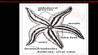 General characters of Asterias and water vascular system [upl. by Atikat511]