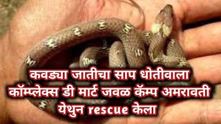 Lycodon Aulicus Snake Rescue In Dohtivala Complex Near Dmart Camp Amravati [upl. by Naujak]