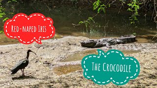 The Crocodile And Rednaped Ibis [upl. by Anelrad606]