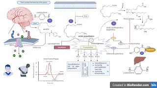 ANALGÉSICOS Y ANTIPIRÉTICOS  Acetaminofen  MECANISMO DE ACCIÓN aines acetaminophen [upl. by Hgielar]