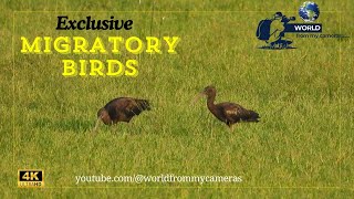 Migratory Birds  migration [upl. by Deevan]