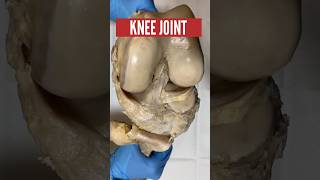 Knee joint Anatomy short health shorts knee drsuniltank [upl. by Alurd]