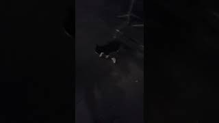 This is Baktus the most famous cat of Reykjavik A Superstar enjoys the night [upl. by Nioe]