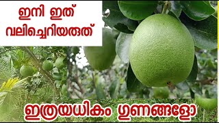 pomelo babloos naranga ബബ്ലൂസ് നാരങ്ങ എന്ന കുംബ്ലൂസ് നാരങ്ങ [upl. by Sutton]