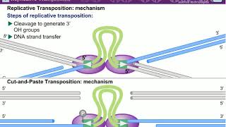 Transposition l Mechanism of Transposition [upl. by Melva]