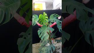 Monstera deliciosa video Coming soon monstera monsteradeliciosa [upl. by Semreh286]