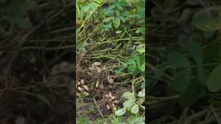 Harvesting peanuts gardening shortvideo [upl. by Nalyk]