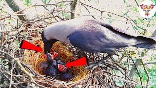 House Crow Feeding Nestlings  A Parents Dedication  Crow Feeding Its Hungry DiscoveryBirds [upl. by Irah484]