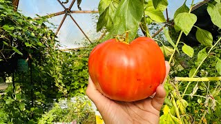 The Fall Greenhouse  Massive BEEFSTEAK TOMATOES   Lets WEIGH IN [upl. by Maryly8]