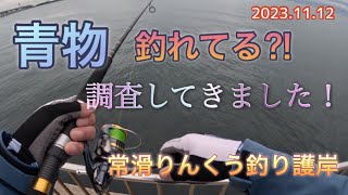 【常滑りんくう釣り護岸】青物釣れてる⁈調査してきました！😊 [upl. by Nivanod]