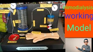 hemodialysis working model science project for exhibition biology project diy [upl. by Eudora918]