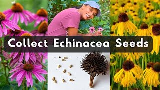 How To Collect Echinacea Coneflower Seeds 🌱 Harvest Store Save [upl. by Bick]