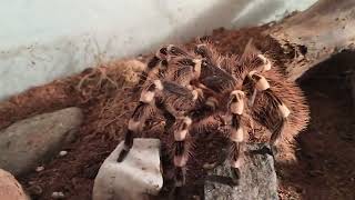 Acanthoscurria geniculata eating first time in months [upl. by Sivla]