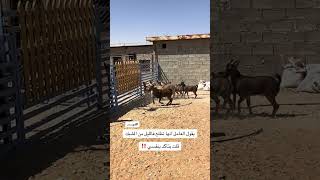 اكسبلور foryou explore animals ترند goat automobile خيل [upl. by Ladnek]