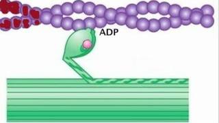 Myosin is Thick Actin is Thin [upl. by Lamrej]