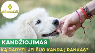 Ką daryti jei šuo kanda į rankas [upl. by Yaned]